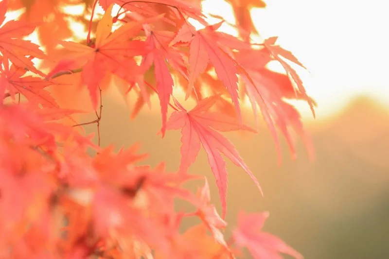 無料壁紙 西陽でふんわりの紅葉の葉っぱ。PCとデスクトップ壁紙に最適な4K高画質の無料壁紙。三重県度会町の宮リバー度会パークで撮影したフリー写真素材