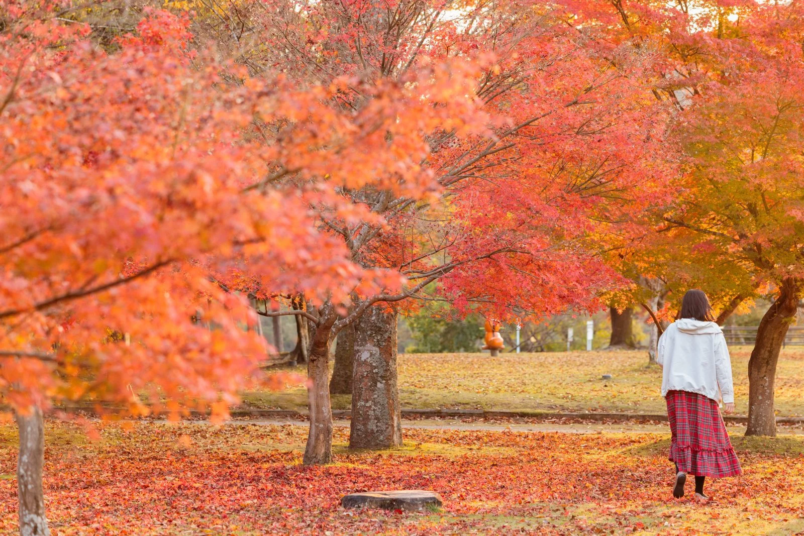 無料壁紙 紅葉のじゅうたんを散策。PCとデスクトップ壁紙に最適な4K高画質の無料壁紙。三重県度会町の宮リバー度会パークで撮影したフリー写真素材