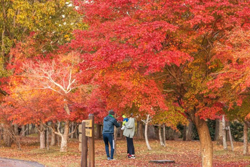 無料壁紙 遊歩道沿いに立ち並ぶ紅葉。PCとデスクトップ壁紙に最適な4K高画質の無料壁紙。三重県度会町の宮リバー度会パークで撮影したフリー写真素材