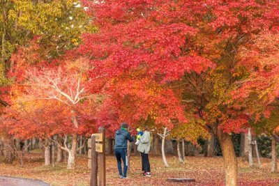 無料壁紙 遊歩道沿いに立ち並ぶ紅葉。PCとデスクトップ壁紙に最適な4K高画質の無料壁紙。三重県度会町の宮リバー度会パークで撮影したフリー写真素材