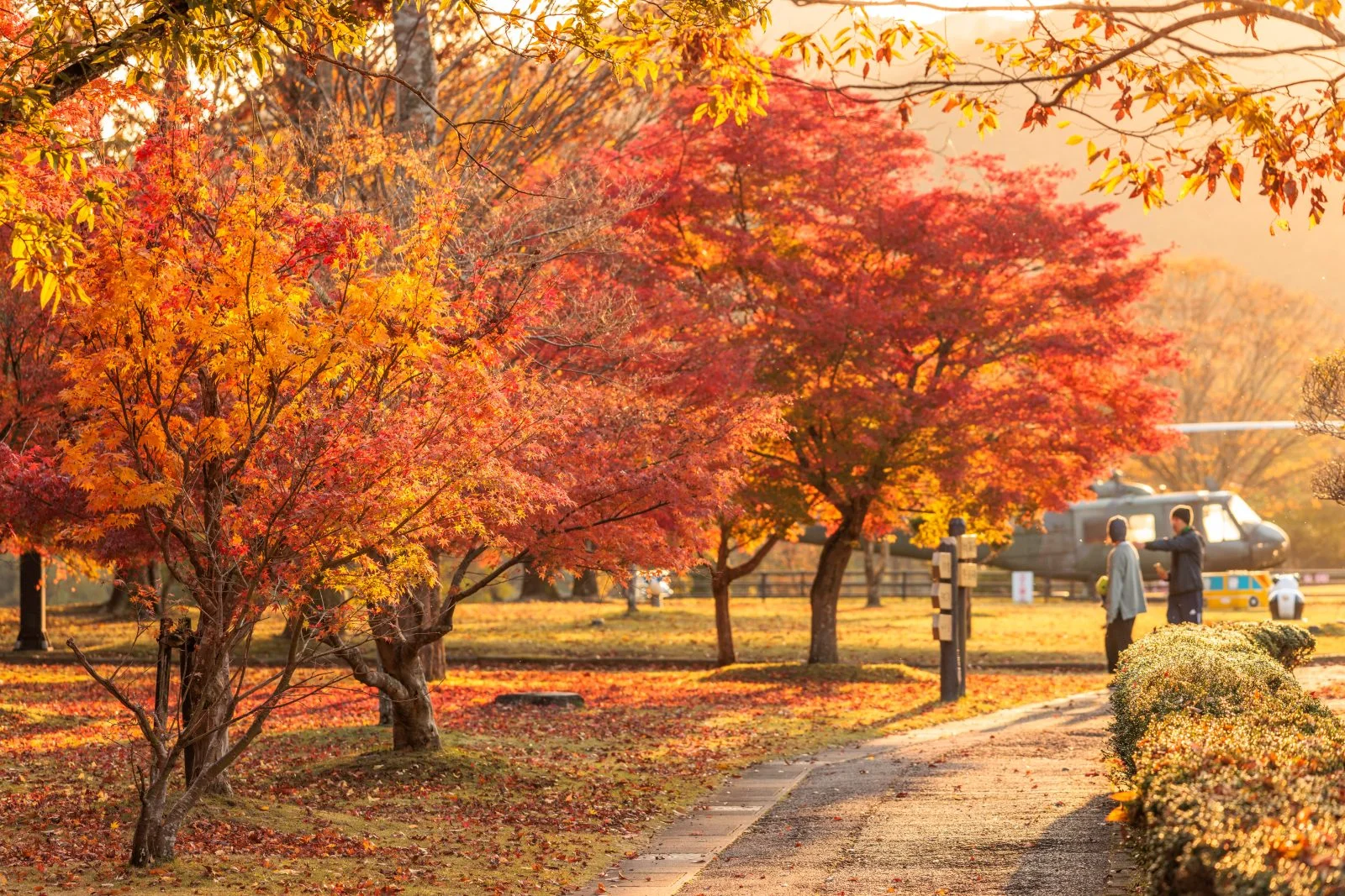 無料壁紙 西陽で赤く染まる紅葉。PCとデスクトップ壁紙に最適な4K高画質の無料壁紙。三重県度会町の宮リバー度会パークで撮影したフリー写真素材