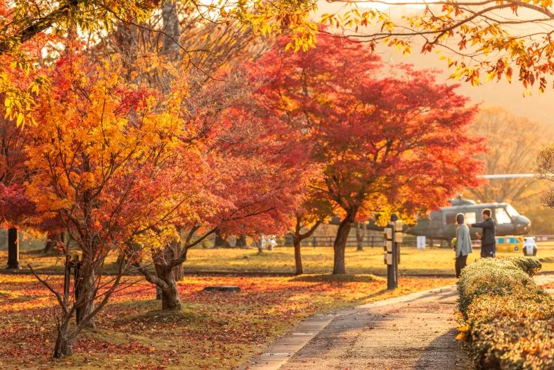 無料壁紙 西陽で赤く染まる紅葉。PCとデスクトップ壁紙に最適な4K高画質の無料壁紙。三重県度会町の宮リバー度会パークで撮影したフリー写真素材