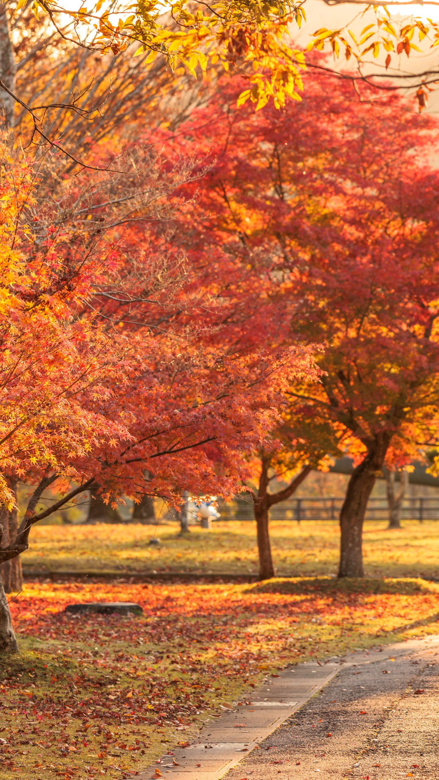 西陽で赤く染まる紅葉(三重県度会町・宮リバー度会パーク)