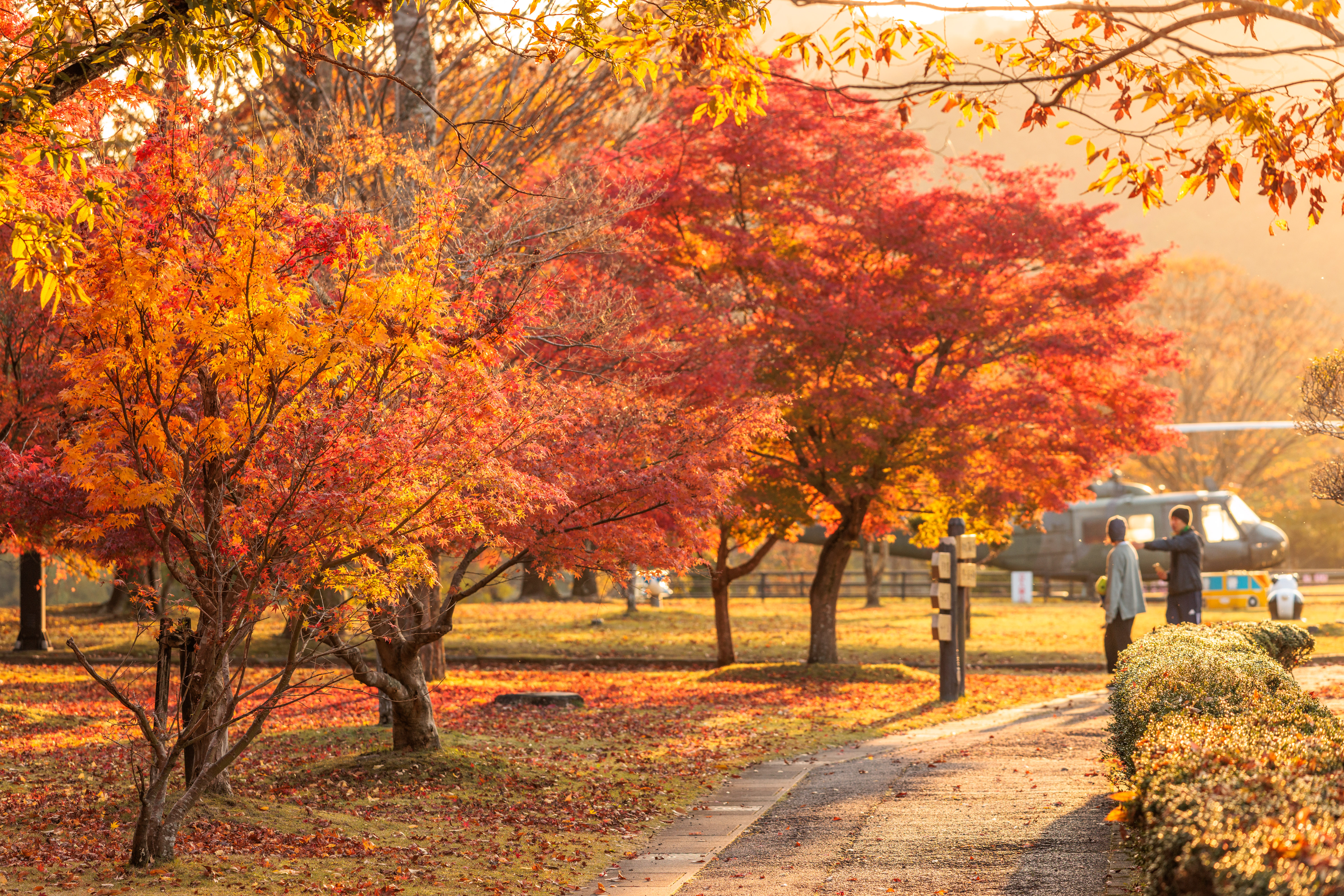 西陽で赤く染まる紅葉(三重県度会町・宮リバー度会パーク)