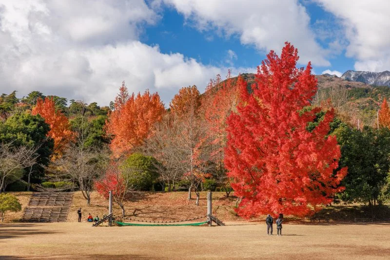 無料壁紙 つどいの広場にあるフウの木。PCとデスクトップ壁紙に最適な4K高画質の無料壁紙。三重県菰野町の三重県民の森で撮影したフリー写真素材