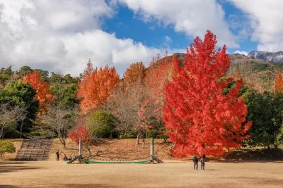 無料壁紙 つどいの広場にあるフウの木。PCとデスクトップ壁紙に最適な4K高画質の無料壁紙。三重県菰野町の三重県民の森で撮影したフリー写真素材