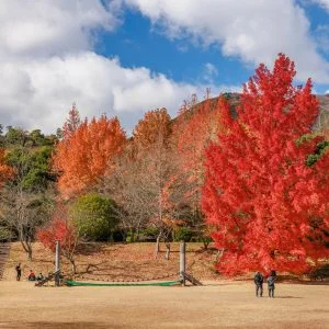 無料壁紙 つどいの広場にあるフウの木。PCとデスクトップ壁紙に最適な4K高画質の無料壁紙。三重県菰野町の三重県民の森で撮影したフリー写真素材