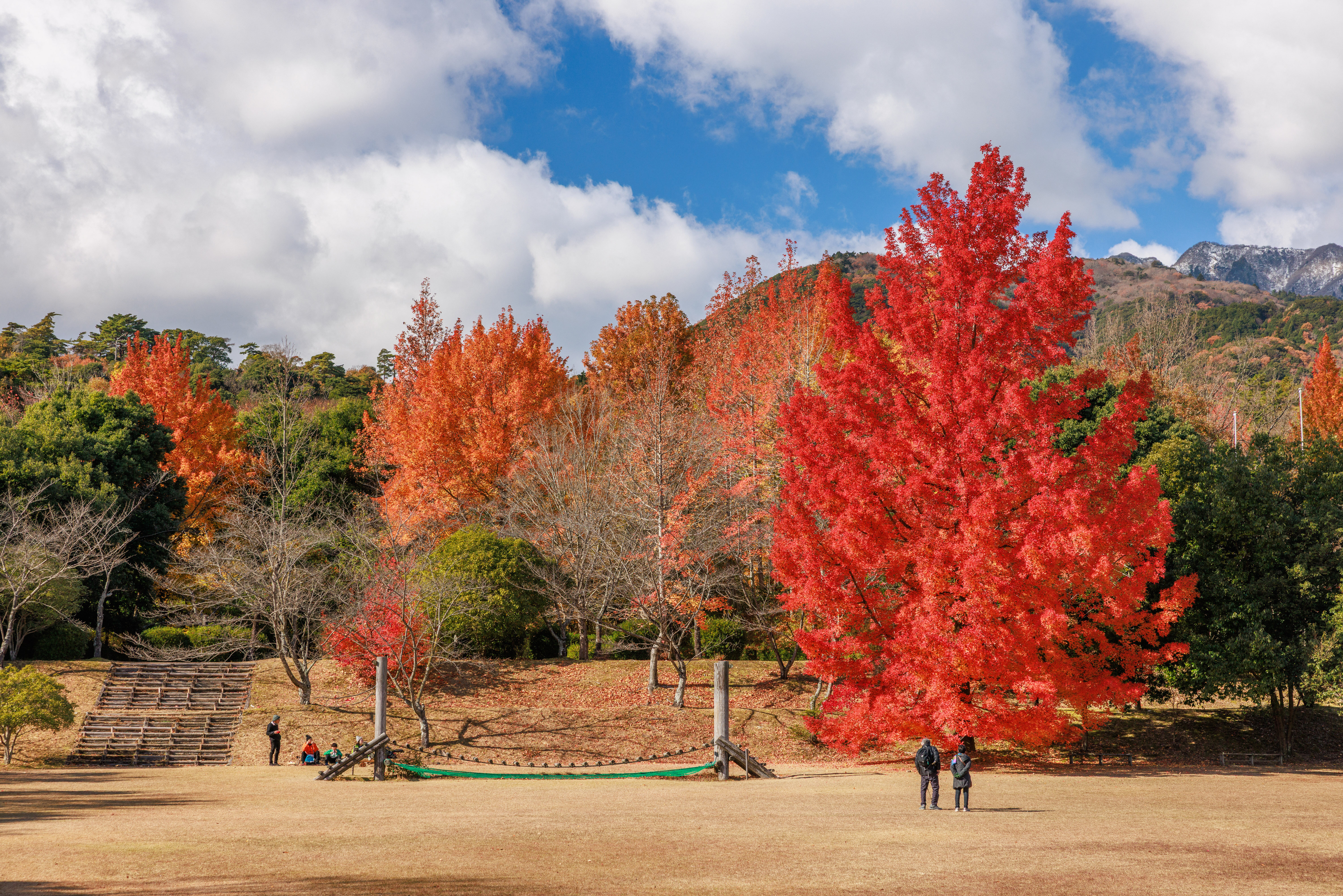 つどいの広場にあるフウの木(三重県菰野町・三重県民の森)