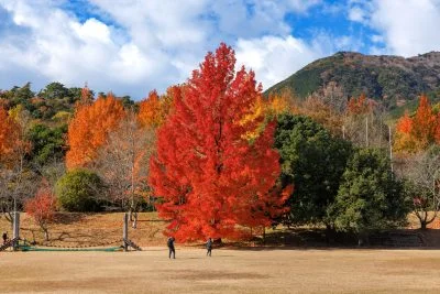 無料壁紙 フウの木を鑑賞する人。PCとデスクトップ壁紙に最適な4K高画質の無料壁紙。三重県菰野町の三重県民の森で撮影したフリー写真素材