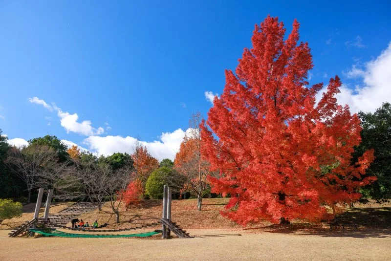 無料壁紙 冬の青空とフウの木。PCとデスクトップ壁紙に最適な4K高画質の無料壁紙。三重県菰野町の三重県民の森で撮影したフリー写真素材