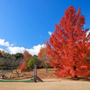 無料壁紙 冬の青空とフウの木。PCとデスクトップ壁紙に最適な4K高画質の無料壁紙。三重県菰野町の三重県民の森で撮影したフリー写真素材