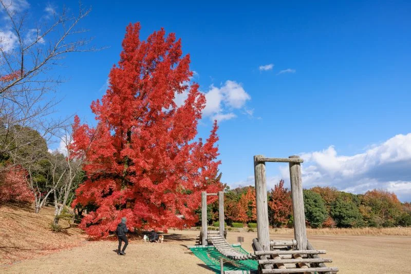 無料壁紙 フウの木を横から眺める。PCとデスクトップ壁紙に最適な4K高画質の無料壁紙。三重県菰野町の三重県民の森で撮影したフリー写真素材