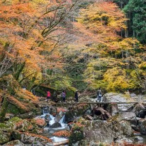 無料壁紙 紅葉だらけの石橋を渡る人々。PCとデスクトップ壁紙に最適な4K高画質の無料壁紙。三重県名張市の赤目四十八滝で撮影したフリー写真素材