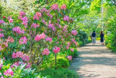 無料壁紙 シャクナゲロード。PCとデスクトップ壁紙に最適な4K高画質の無料壁紙。三重県津市の赤塚シャクナゲガーデンで撮影したフリー写真素材