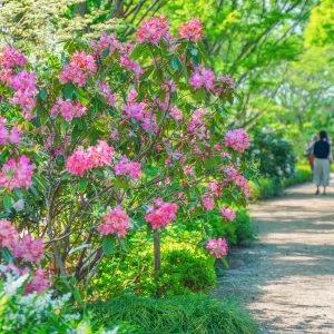 無料壁紙 シャクナゲロード。PCとデスクトップ壁紙に最適な4K高画質の無料壁紙。三重県津市の赤塚シャクナゲガーデンで撮影したフリー写真素材