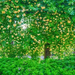 無料壁紙 黄緑ウォール。PCとデスクトップ壁紙に最適な4K高画質の無料壁紙。三重県津市の赤塚シャクナゲガーデンで撮影したフリー写真素材