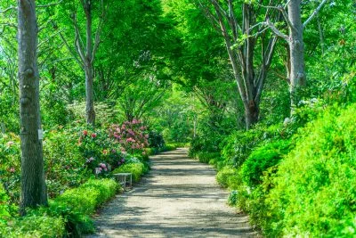 無料壁紙 シャクナゲの咲く新緑ロード。PCとデスクトップ壁紙に最適な4K高画質の無料壁紙。三重県津市の赤塚シャクナゲガーデンで撮影したフリー写真素材