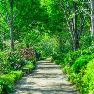 無料壁紙 シャクナゲの咲く新緑ロード。PCとデスクトップ壁紙に最適な4K高画質の無料壁紙。三重県津市の赤塚シャクナゲガーデンで撮影したフリー写真素材