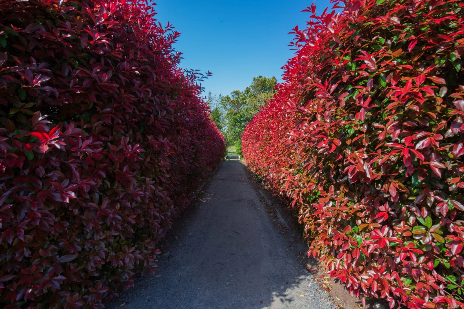 無料壁紙 赤い壁。PCとデスクトップ壁紙に最適な4K高画質の無料壁紙。三重県津市の赤塚シャクナゲガーデンで撮影したフリー写真素材