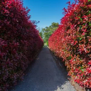 無料壁紙 赤い壁。PCとデスクトップ壁紙に最適な4K高画質の無料壁紙。三重県津市の赤塚シャクナゲガーデンで撮影したフリー写真素材