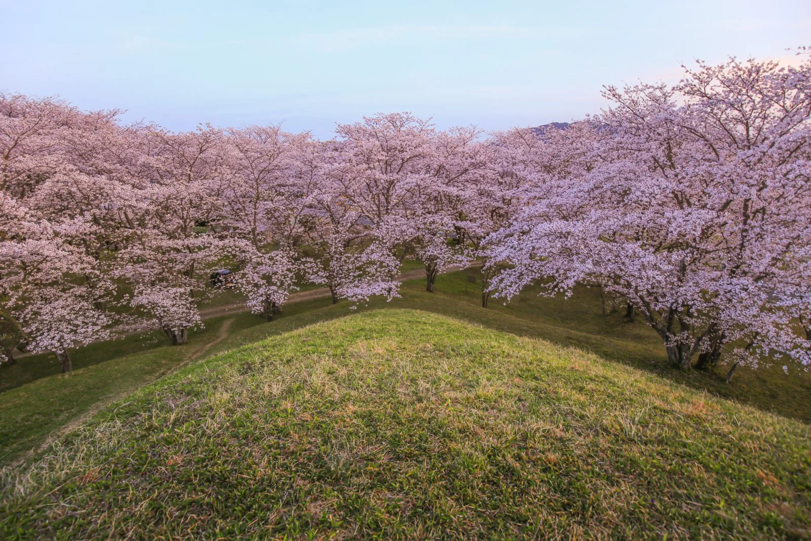 無料壁紙 桜並木と古墳。PCとデスクトップ壁紙に最適な4K高画質の無料壁紙。三重県津市の明合古墳で撮影したフリー写真素材