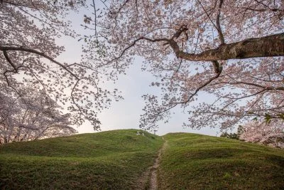 無料壁紙 古墳でお花見。PCとデスクトップ壁紙に最適な4K高画質の無料壁紙。三重県津市の明合古墳で撮影したフリー写真素材