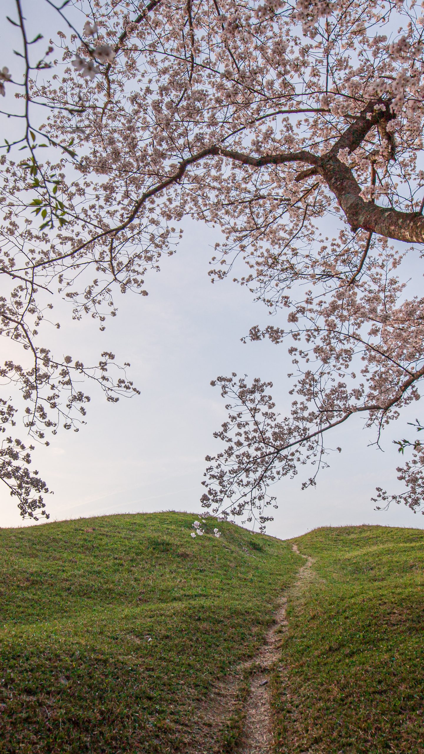 古墳でお花見(三重県津市・明合古墳)