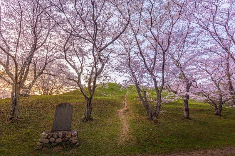 無料壁紙 古墳に咲く桜。PCとデスクトップ壁紙に最適な4K高画質の無料壁紙。三重県津市の明合古墳で撮影したフリー写真素材