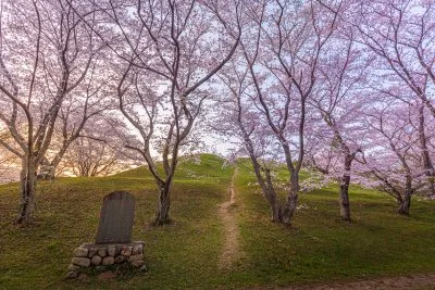 無料壁紙 古墳に咲く桜。PCとデスクトップ壁紙に最適な4K高画質の無料壁紙。三重県津市の明合古墳で撮影したフリー写真素材