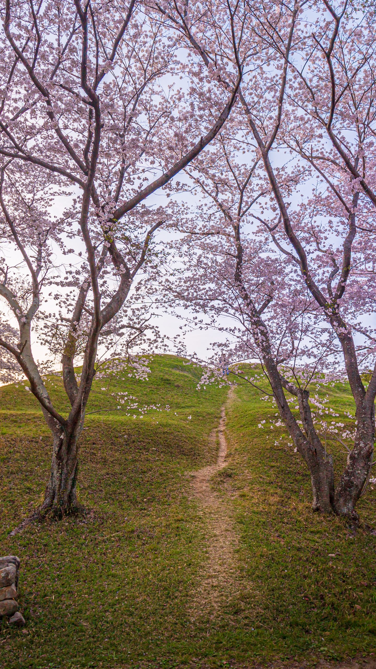 古墳に咲く桜(三重県津市・明合古墳)