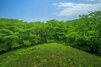 無料壁紙 緑の桜に包まれて。PCとデスクトップ壁紙に最適な4K高画質の無料壁紙。三重県津市の明合古墳で撮影したフリー写真素材