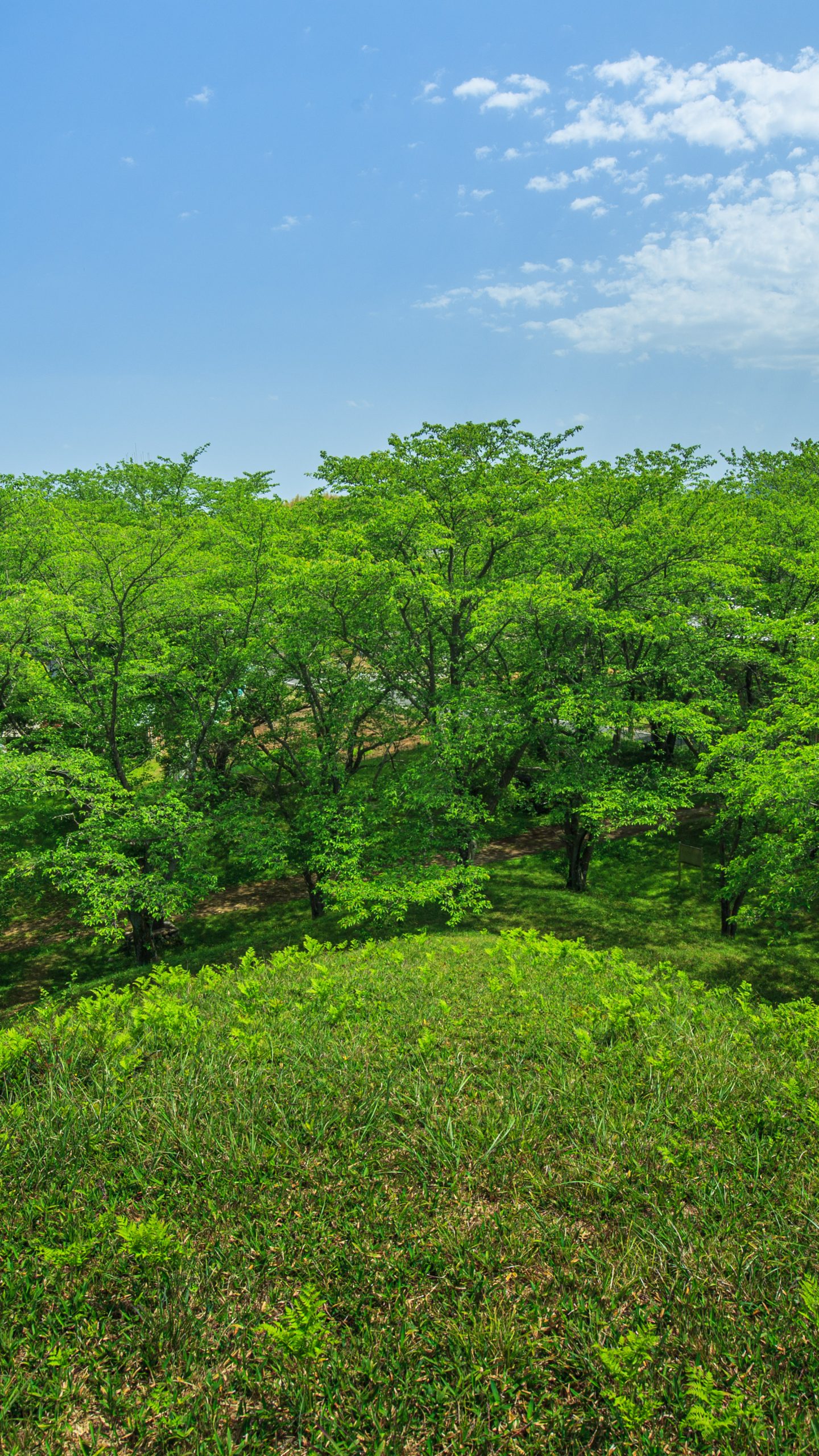 緑の桜に包まれて(三重県津市・明合古墳)