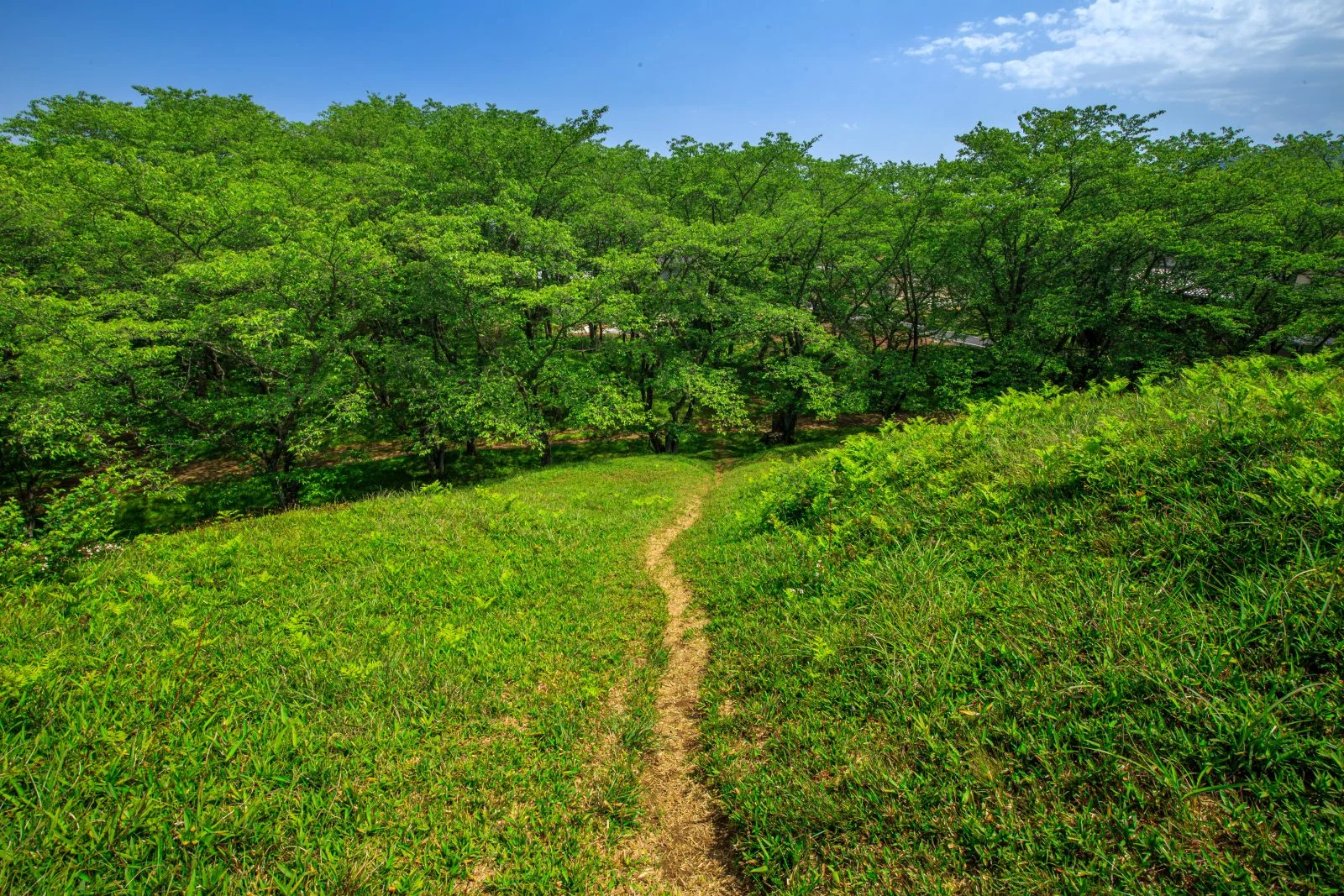 無料壁紙 新緑ロード。PCとデスクトップ壁紙に最適な4K高画質の無料壁紙。三重県津市の明合古墳で撮影したフリー写真素材