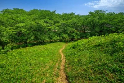 無料壁紙 新緑ロード。PCとデスクトップ壁紙に最適な4K高画質の無料壁紙。三重県津市の明合古墳で撮影したフリー写真素材