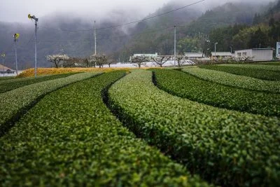 無料壁紙 霧と茶畑ウェーブ。PCとデスクトップ壁紙に最適な4K高画質の無料壁紙。三重県松阪市の道の駅 茶倉駅で撮影したフリー写真素材