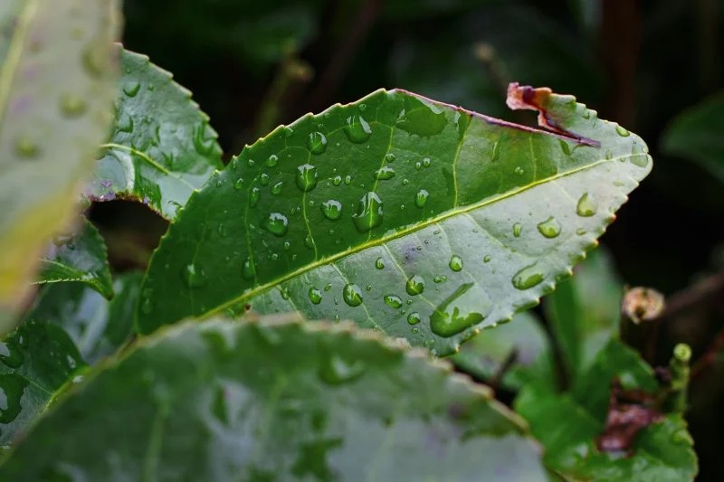 無料壁紙 雨粒とお茶の葉。PCとデスクトップ壁紙に最適な4K高画質の無料壁紙。三重県松阪市の道の駅 茶倉駅で撮影したフリー写真素材