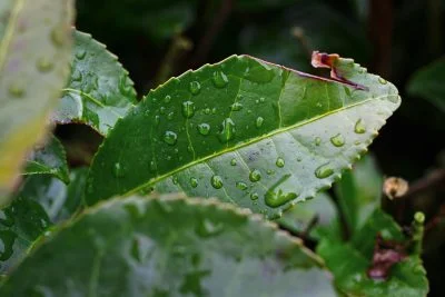 無料壁紙 雨粒とお茶の葉。PCとデスクトップ壁紙に最適な4K高画質の無料壁紙。三重県松阪市の道の駅 茶倉駅で撮影したフリー写真素材