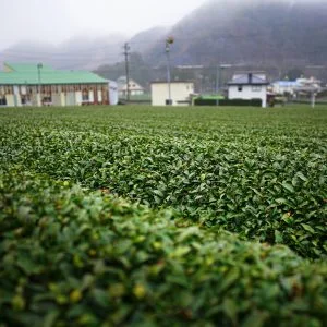 無料壁紙 雨の日のしっとり茶畑。PCとデスクトップ壁紙に最適な4K高画質の無料壁紙。三重県松阪市の道の駅 茶倉駅で撮影したフリー写真素材