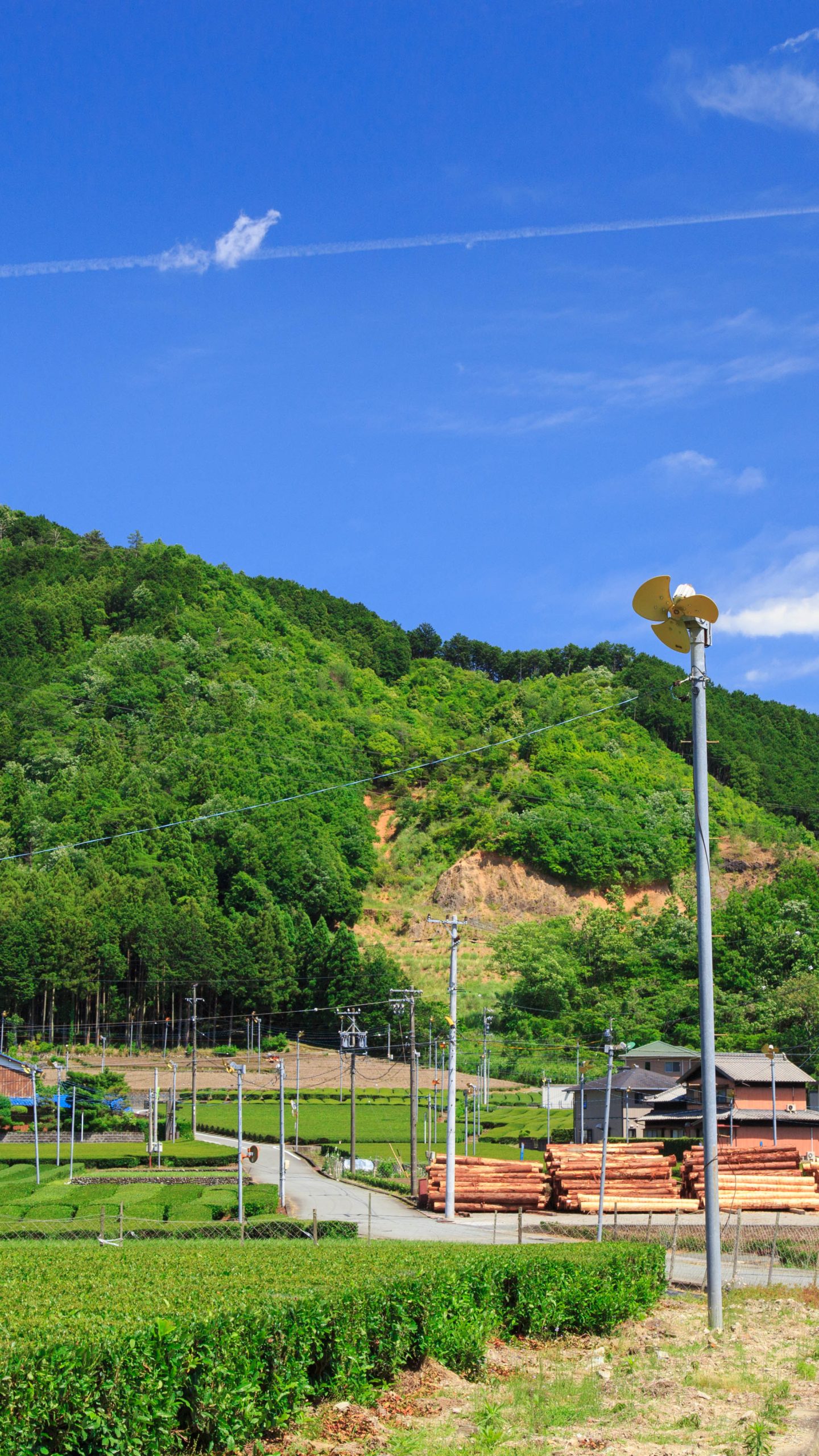 リバーサイド茶倉周辺の茶畑(三重県松阪市・道の駅 茶倉駅)