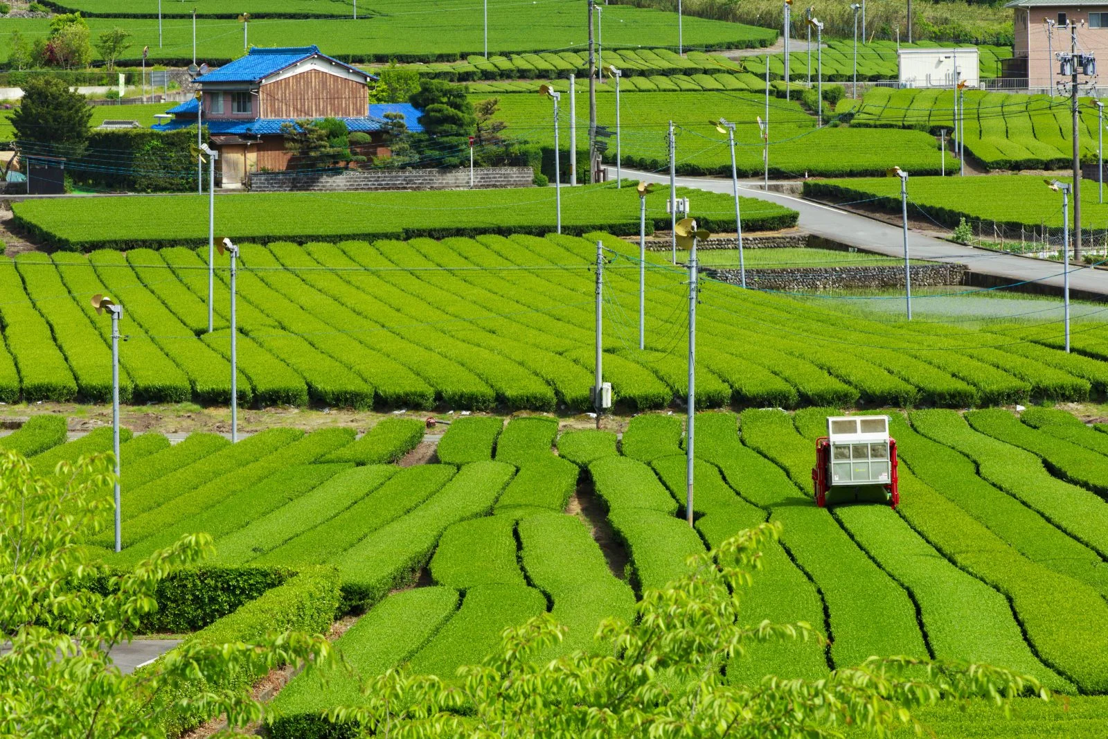 無料壁紙 新緑の茶畑。PCとデスクトップ壁紙に最適な4K高画質の無料壁紙。三重県松阪市の道の駅 茶倉駅で撮影したフリー写真素材