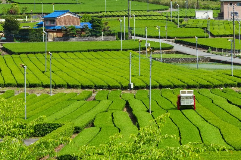 無料壁紙 新緑の茶畑。PCとデスクトップ壁紙に最適な4K高画質の無料壁紙。三重県松阪市の道の駅 茶倉駅で撮影したフリー写真素材
