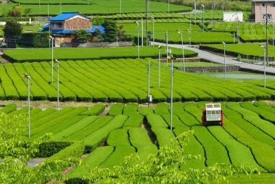 無料壁紙 新緑の茶畑。PCとデスクトップ壁紙に最適な4K高画質の無料壁紙。三重県松阪市の道の駅 茶倉駅で撮影したフリー写真素材