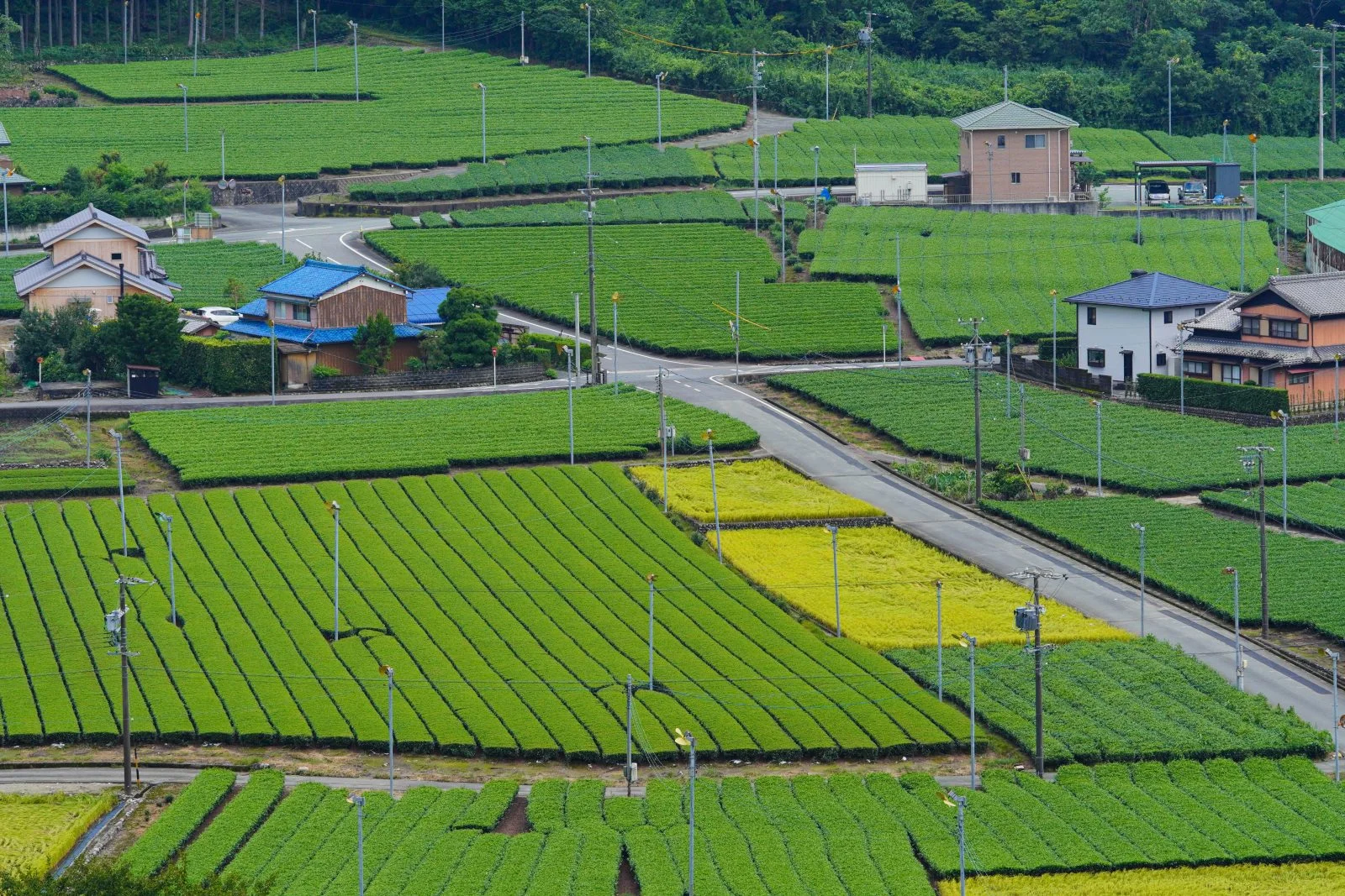 無料壁紙 緑と黄金。PCとデスクトップ壁紙に最適な4K高画質の無料壁紙。三重県松阪市の道の駅 茶倉駅で撮影したフリー写真素材