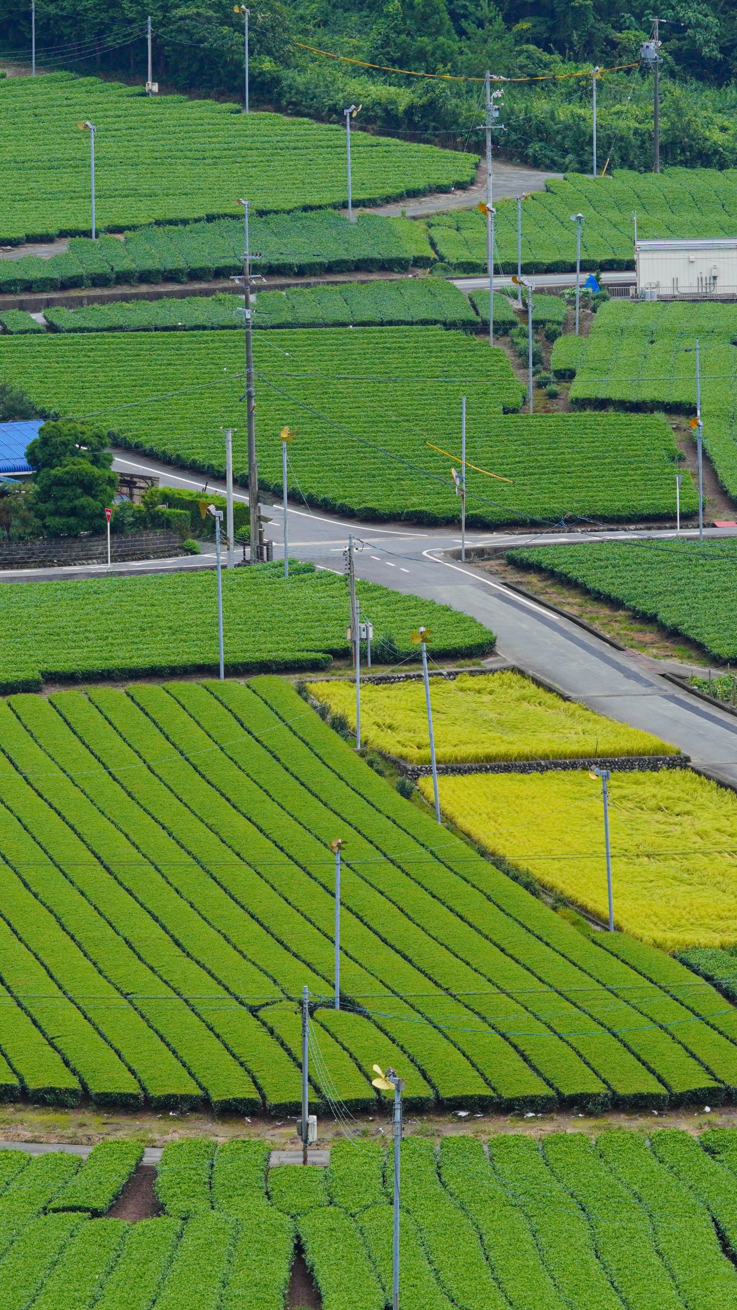 緑と黄金(三重県松阪市・道の駅 茶倉駅)