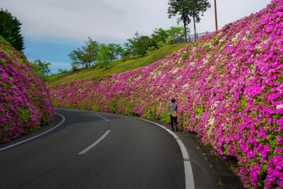 無料壁紙 ツツジウェーブに囲まれて。PCとデスクトップ壁紙に最適な4K高画質の無料壁紙。三重県松阪市の道の駅 茶倉駅で撮影したフリー写真素材