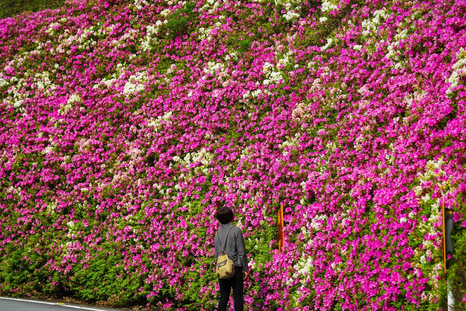 無料壁紙 紅白のツツジ。PCとデスクトップ壁紙に最適な4K高画質の無料壁紙。三重県松阪市の道の駅 茶倉駅で撮影したフリー写真素材