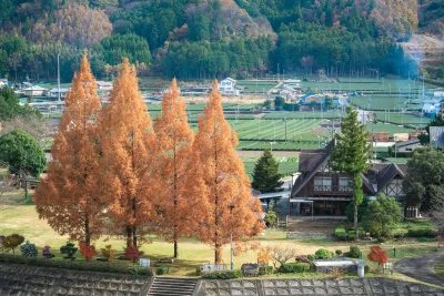 無料壁紙 紅葉するメタセコイア。PCとデスクトップ壁紙に最適な4K高画質の無料壁紙。三重県松阪市の道の駅 茶倉駅で撮影したフリー写真素材