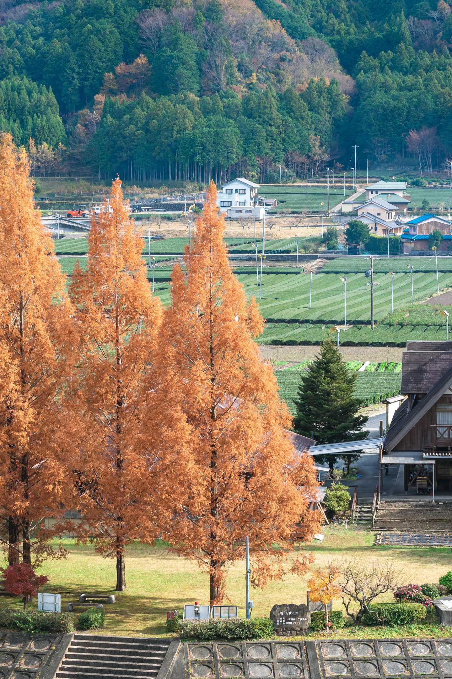 紅葉するメタセコイア(三重県松阪市・道の駅 茶倉駅)