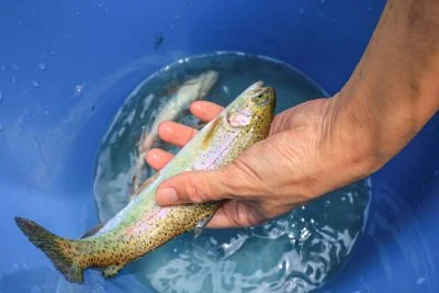 無料壁紙 釣れたニジマス。PCとデスクトップ壁紙に最適な4K高画質の無料壁紙。三重県津市の大吉あまごセンターで撮影したフリー写真素材