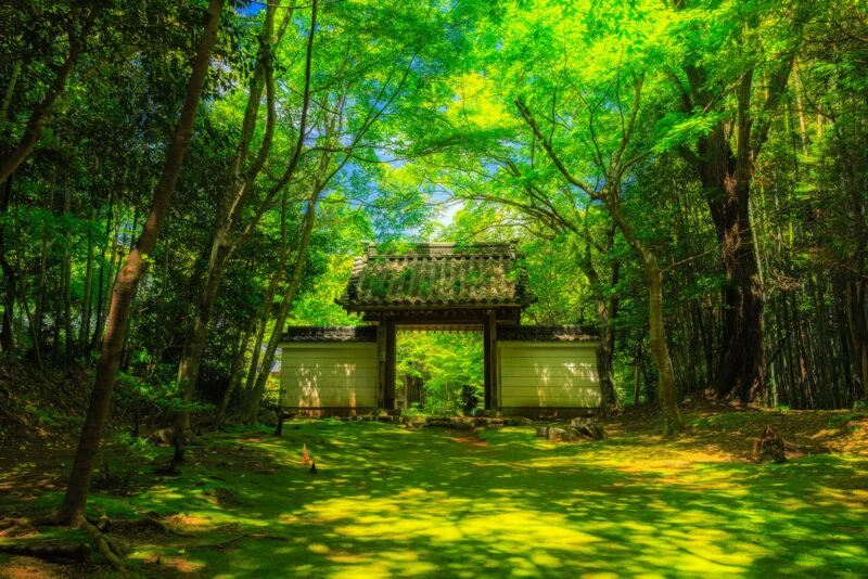 無料壁紙 青葉に包まれるお寺。PCとデスクトップ壁紙に最適な4K高画質の無料壁紙。三重県津市の円光寺で撮影したフリー写真素材